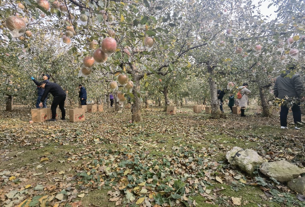 心有暖意 前路無寒   公司組織團建及助農扶農（nóng）活動之摘蘋果